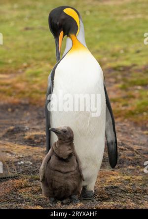 Königspinguin mit Küken Stockfoto