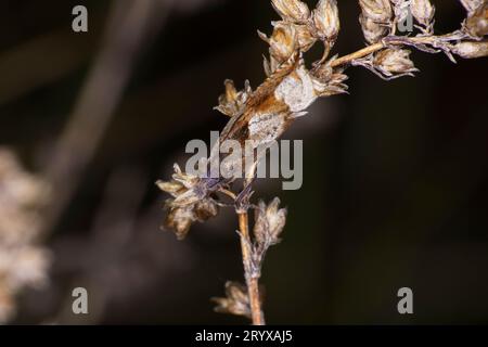 Ancylis uncella Familie Tortricidae Gattung Ancylis Bridge Rollmotte wilde Natur Insektenfotografie, Bild, Tapete Stockfoto