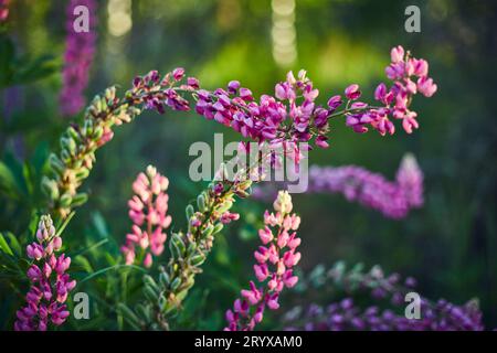 Violette Lupinenblüten. Nahaufnahme von hellen Blumen im grünen Gras Stockfoto