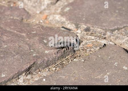 Chalcophora mariana Familie Buprestidae Gattung Chalcophora Flatheaded Kiefernbohrer wilde Natur Insektenfotografie, Bild, Tapete Stockfoto