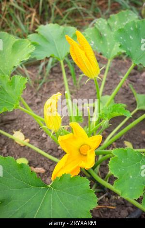 Nahaufnahme von essbaren Zucchini-Blumen auf einer biologischen Gewächshausfarm, selektiver Fokus. Stockfoto