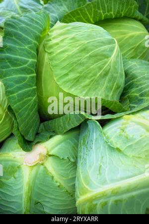 Nahaufnahme von frisch vom Feld geerntetem Bio-Kohl, selektiver Fokus. Stockfoto