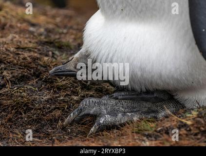 King Pinguin Chick Stockfoto