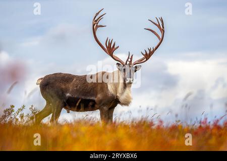 Bulle Caribou Stockfoto