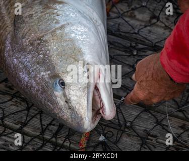 Ein Fischer hält stolz einen großen Fisch in einem Netz auf einem Holzdeck Stockfoto