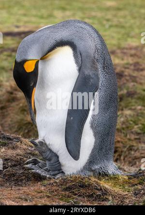 Königspinguin mit Küken Stockfoto