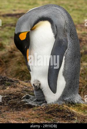 Königspinguin mit Küken Stockfoto