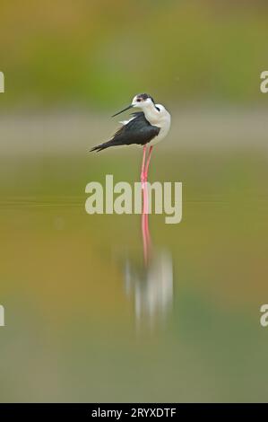 Ein schwarzgeflügelter Stiltreflektor im Wasser. Stockfoto