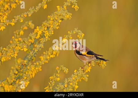 Europäischer Goldfink auf einem gelben Blütenzweig Stockfoto