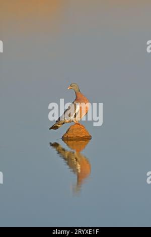 Gemeine Holztaube, die im Wasser reflektiert wird Stockfoto