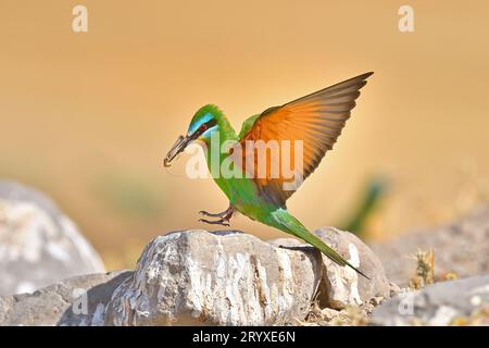 Blauwangen-Bienenfresser mit einem Grashüpfer im Mund. Stockfoto