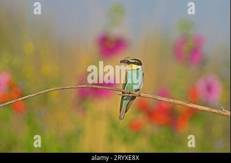 Europäischer Bienenfresser, der auf einem von Bienen gefangenen Barsch sitzt. Ein Bienenfresser, der auf einem bunten Hintergrund sitzt. Stockfoto