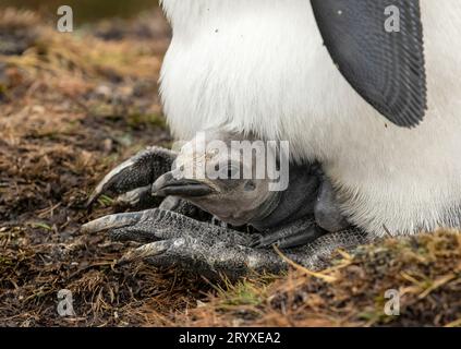 King Pinguin Chick Stockfoto