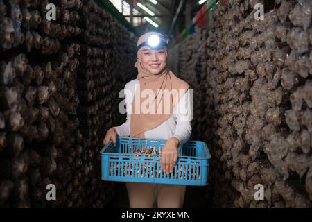 Porträt einer jungen asiatischen muslimin, die in einer Pilzfabrik arbeitet und reife Pilze in einem Pilzhaus sammelt. Stockfoto