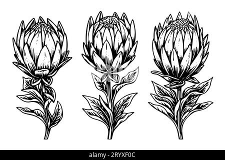 Elegante handgezeichnete Tuscheskizze mit Protea-Blume. Gravurstil Vektorillustration. Stock Vektor