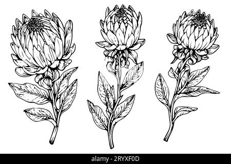 Elegante handgezeichnete Tuscheskizze mit Protea-Blume. Gravurstil Vektorillustration. Stock Vektor