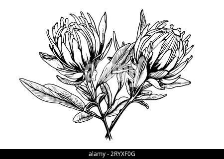 Elegante handgezeichnete Tuscheskizze mit Protea-Blume. Gravurstil Vektorillustration. Stock Vektor