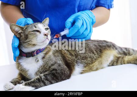 Katze auf dem Untersuchungstisch der Tierarztklinik. Tierärztliche Versorgung. Tierarzt und Katze. Stockfoto