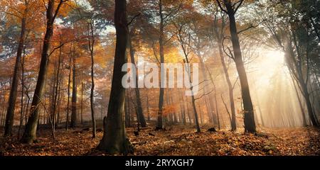 Majestätische Sonnenstrahlen beleuchten Herbstwälder mit nebeliger Atmosphäre und schönen warmen Laubfarben Stockfoto