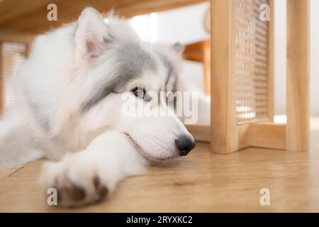 Alaska Malamute Hund im Friseursalon, Nahaufnahme Stockfoto