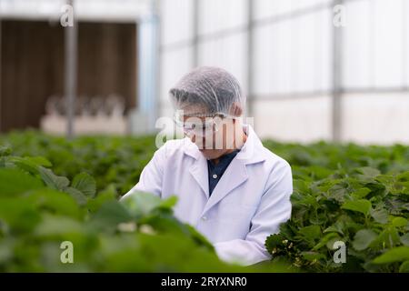 Wissenschaftler überprüfen die Qualität von Erdbeeren mit wissenschaftlicher Messtechnik. Im geschlossenen Erdbeergarten Stockfoto