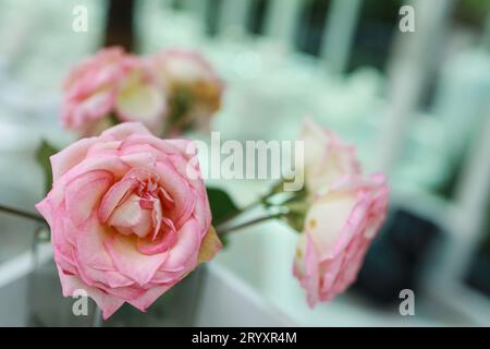 Natürliche rosa Rosen Blume in Vase steht auf dem Tisch in einem Café für Hintergrund Stockfoto