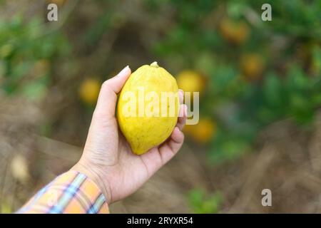 Frische gelbe reife Zitronen auf dem Baum. Zitronenanbau mit Korb voller Zitrone Â Bauernhof. Stockfoto