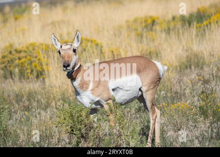 Pronghorn trägt einen Kragen mit GPS-Ortung in der Nähe von Gardiner, Montana Stockfoto