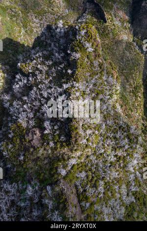 Bild von oben von einigen typischen Bäumen, die auf dem Pico do Areiro Pfad zwischen den Bergen gefunden wurden, aufgenommen mit einem DJI Mavic Air 2s Stockfoto
