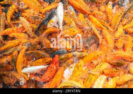 Bunte Koi-Karpfen oder Goldfische im Teich-Hintergrund Stockfoto