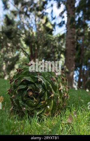 Intakter grüner Bunya-Kiefernkegel, der im Gras liegt, nachdem er vom Baum gefallen ist Stockfoto