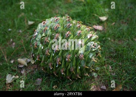 Intakter grüner Bunya-Kiefernkegel, der im Gras liegt, nachdem er vom Baum gefallen ist Stockfoto