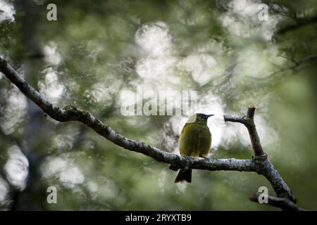 Bellbird Anthornis melanura in einer Buche mit weichem Hintergrund Stockfoto