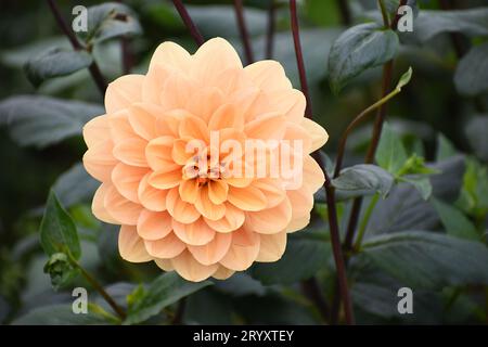 Nahaufnahme einer hellorangefarbenen Dahlienblüte in voller Blüte, mit dunkelgrünem Laub und braunen Zweigen der Pflanze im Hintergrund. Stockfoto