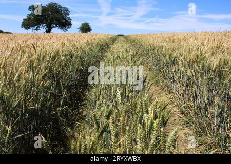 Ein Weizenfeld in Yorkshire an einem sonnigen Tag Stockfoto