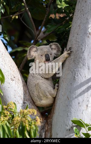 Ein großer männlicher Koala sitzt friedlich in der Gabel eines großen Eukalyptusbaums und blickt in die Kamera, bevor er sich den Stamm hinaufmacht, um zu füttern. Stockfoto