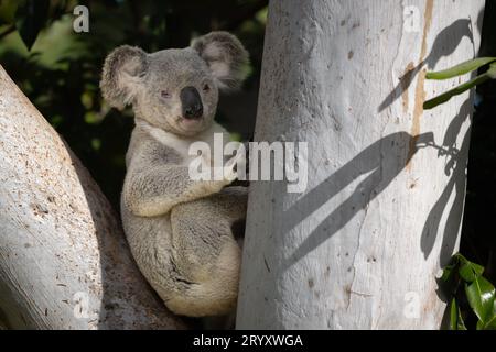 Ein großer männlicher Koala sitzt friedlich in der Gabel eines großen Eukalyptusbaums und blickt in die Kamera, bevor er sich den Stamm hinaufmacht, um zu füttern. Stockfoto