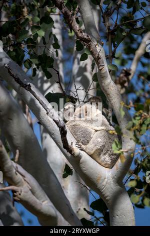 Eine Koala-Hirschkuh und ihr junger joey, die Essenz der Niedlichkeit, sind in der Gabel eines Eukalyptusbaums auf Magnetic Island in Australien zusammengepfercht. Stockfoto