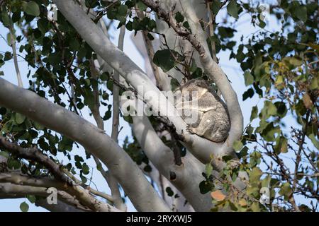 Eine Koala-Hirschkuh und ihr junger joey, die Essenz der Niedlichkeit, sind in der Gabel eines Eukalyptusbaums auf Magnetic Island in Australien zusammengepfercht. Stockfoto