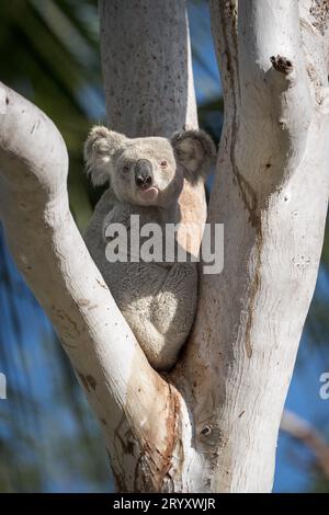 Ein großer männlicher Koala sitzt friedlich in der Gabel eines großen Eukalyptusbaums und blickt in die Kamera, bevor er sich den Stamm hinaufmacht, um zu füttern. Stockfoto