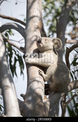 Ein berühmtes Wahrzeichen Australiens, ein großer männlicher Koala auf Magnetic Island in Townsville, steigt auf der Suche nach saftigen Blättern auf einen Eukalyptusbaum. Stockfoto