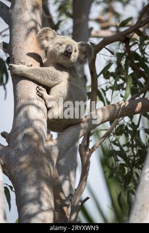 Ein berühmtes Wahrzeichen Australiens, ein großer männlicher Koala auf Magnetic Island in Townsville, steigt auf der Suche nach saftigen Blättern auf einen Eukalyptusbaum. Stockfoto