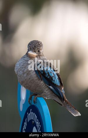 Ein reifes weibliches, blaugeflügeltes Kookaburra thront auf einem Touristenschild, das das Gebiet auf Magnetic Island vor Townsville in Australien vermisst. Stockfoto