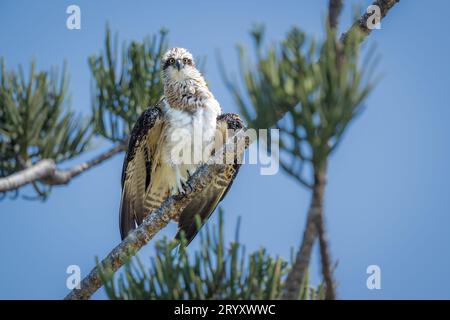 Auf einer hohen, verwitterten Hoop Pine auf Magnetic Island in Townsville, Australien, hat ein Eastern Osprey einen 360-Grad-Blick auf sein Territorium. Stockfoto