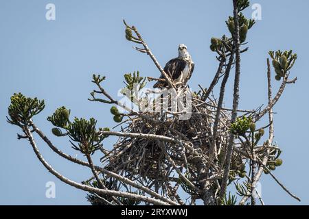 Auf einem Nest auf einer verwitterten Hoop Pine auf Magnetic Island in Townsville, Australien, hat ein Eastern Osprey einen 360-Grad-Blick auf sein Territorium. Stockfoto