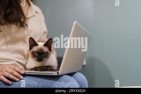 Frau, die von zu Hause aus mit der Katze arbeitet. Katze schläft auf der Laptop-Tastatur. Assistenzkatze, die am Laptop arbeitet Stockfoto