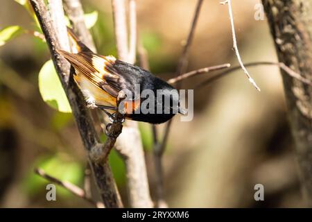 Nahaufnahme eines männlichen amerikanischen Redstarts, der auf einer Zweigstelle während des Frühlingszuges hockt, Ontario, Kanada. Der wissenschaftliche Name ist Setophaga ruticilla Stockfoto