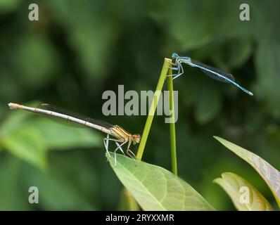 Zwei Damselflys Calopteryx Splendens sitzen auf einem Grashalm Stockfoto