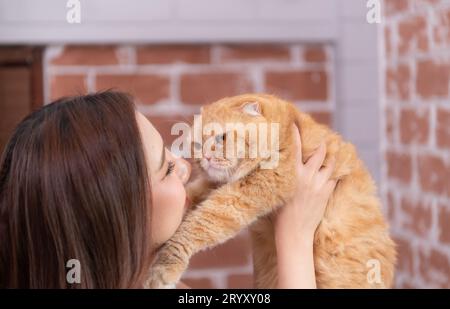 Die persische Katze im Arm des Besitzers blickt warm Stockfoto