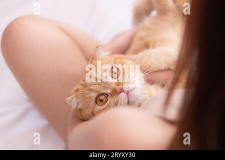 Die persische Katze im Arm des Besitzers blickt warm Stockfoto